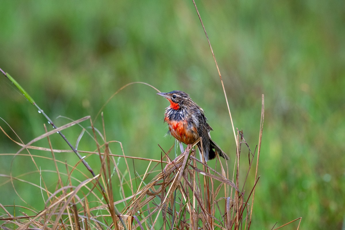 Rosy-throated Longclaw - ML647405851