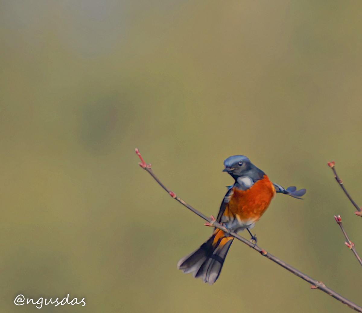 White-throated Redstart - ML647405856