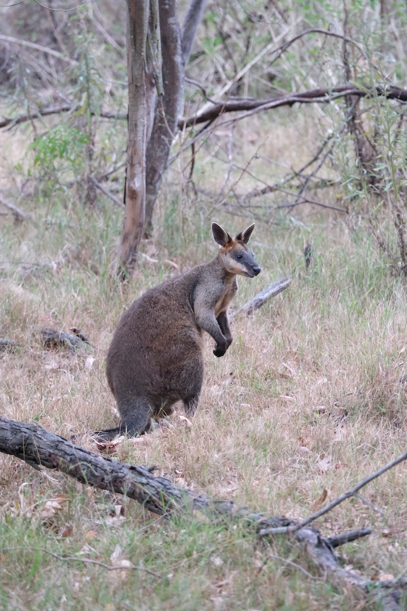 Болотный валлаби - ML647405865
