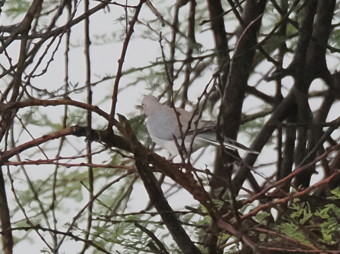 hrdlička zelenoskvrnná - ML647405874