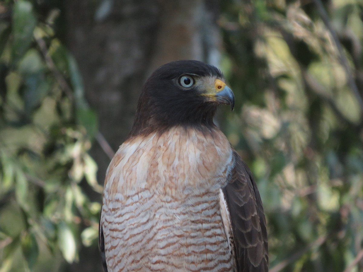 Roadside Hawk - ML647405876