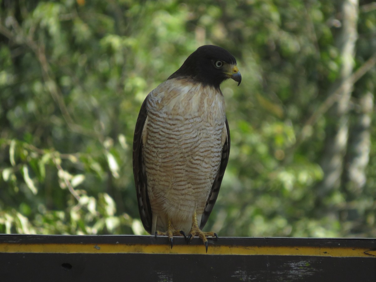 Roadside Hawk - ML647405877