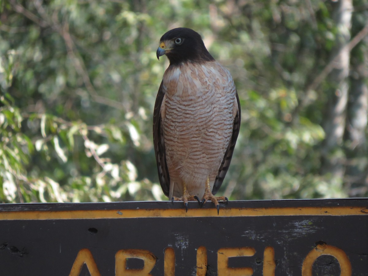 Roadside Hawk - ML647405878