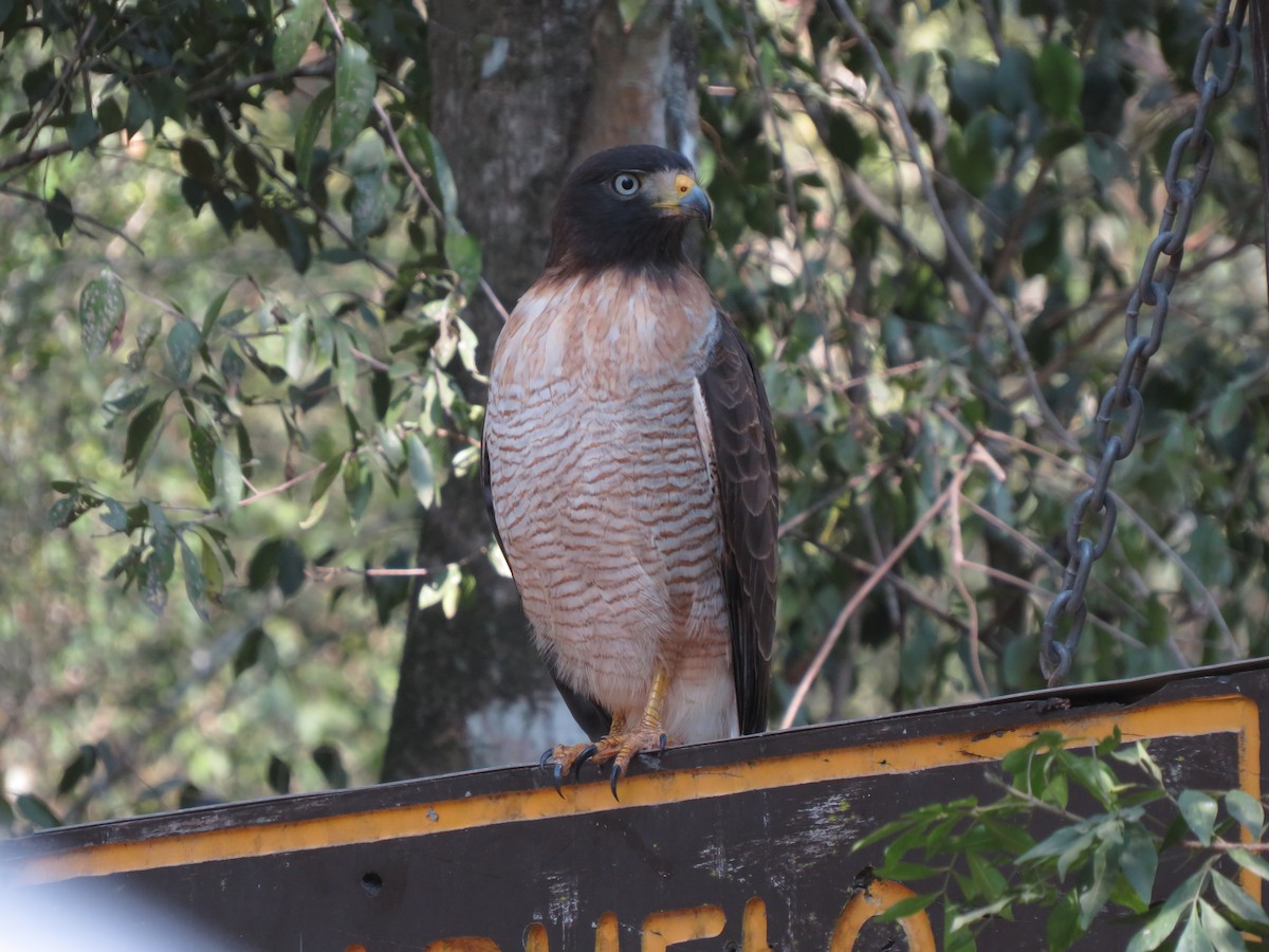 Roadside Hawk - ML647405879