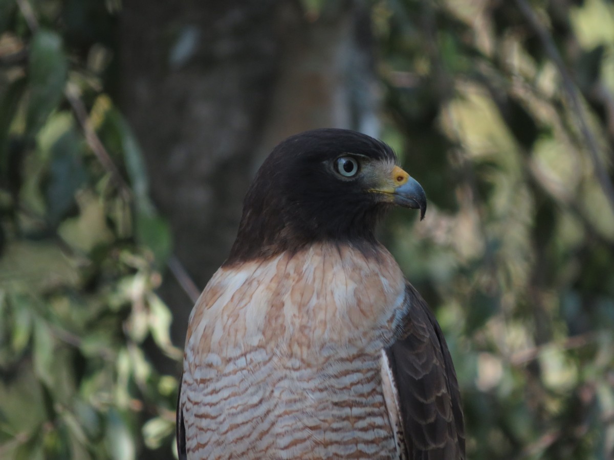 Roadside Hawk - ML647405880