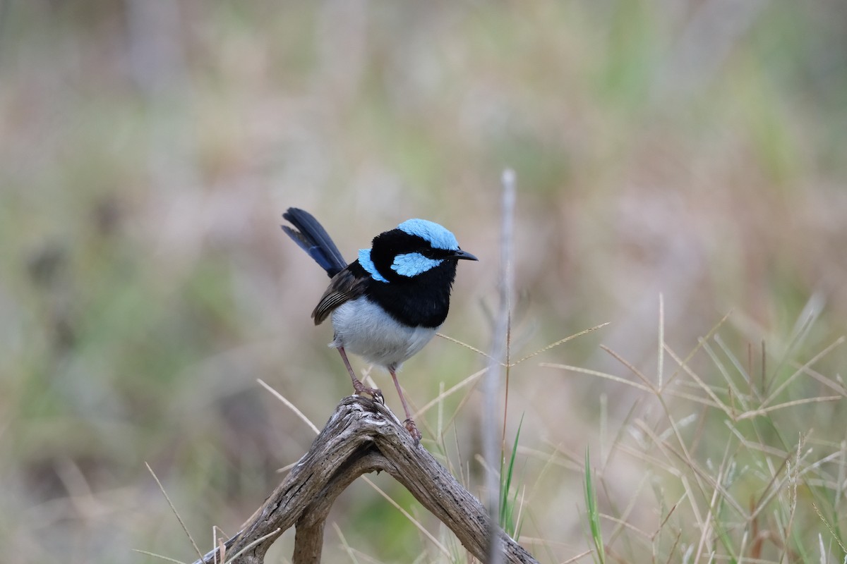 Великолепный малюр - ML647405882