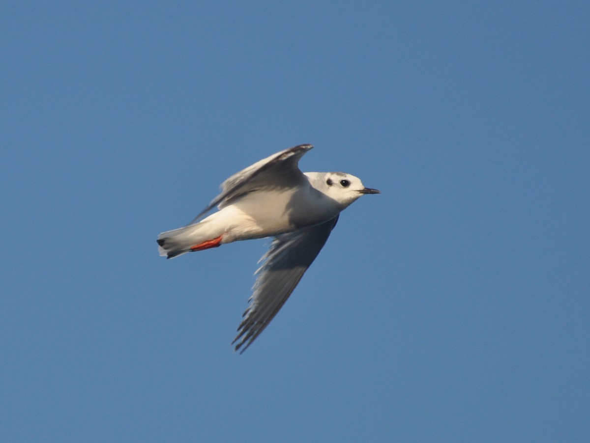 Little Gull - ML647405888
