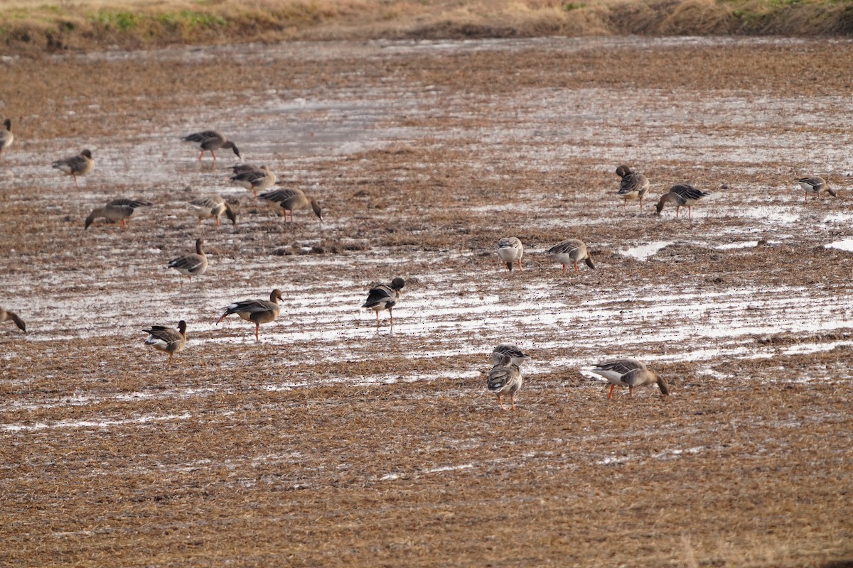 husa běločelá (ssp. albifrons) - ML647405918