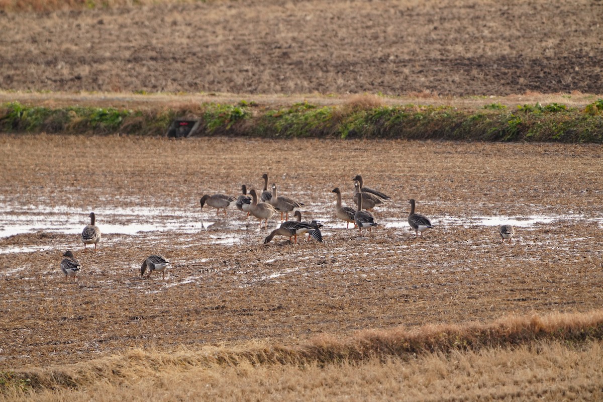 husa běločelá (ssp. albifrons) - ML647405919