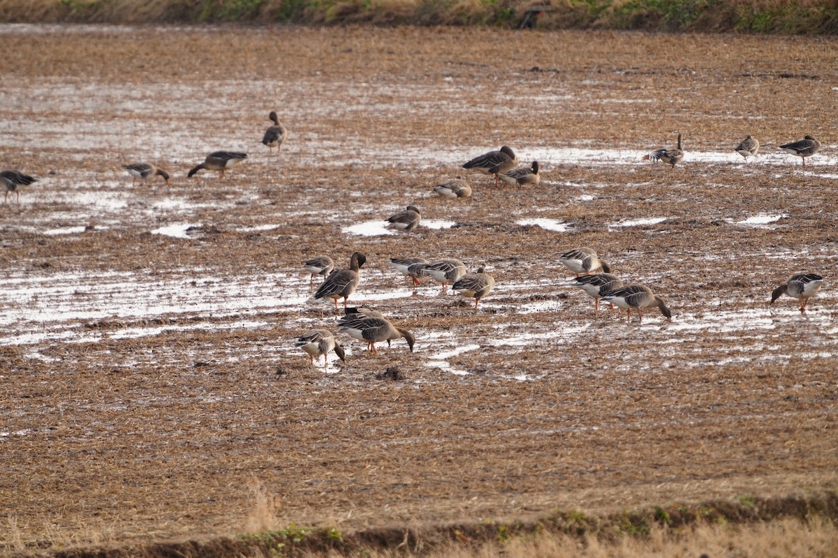 husa běločelá (ssp. albifrons) - ML647405920