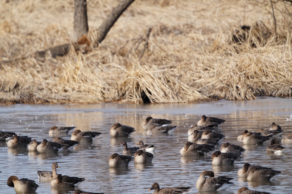 אווז קטן - ML647405925