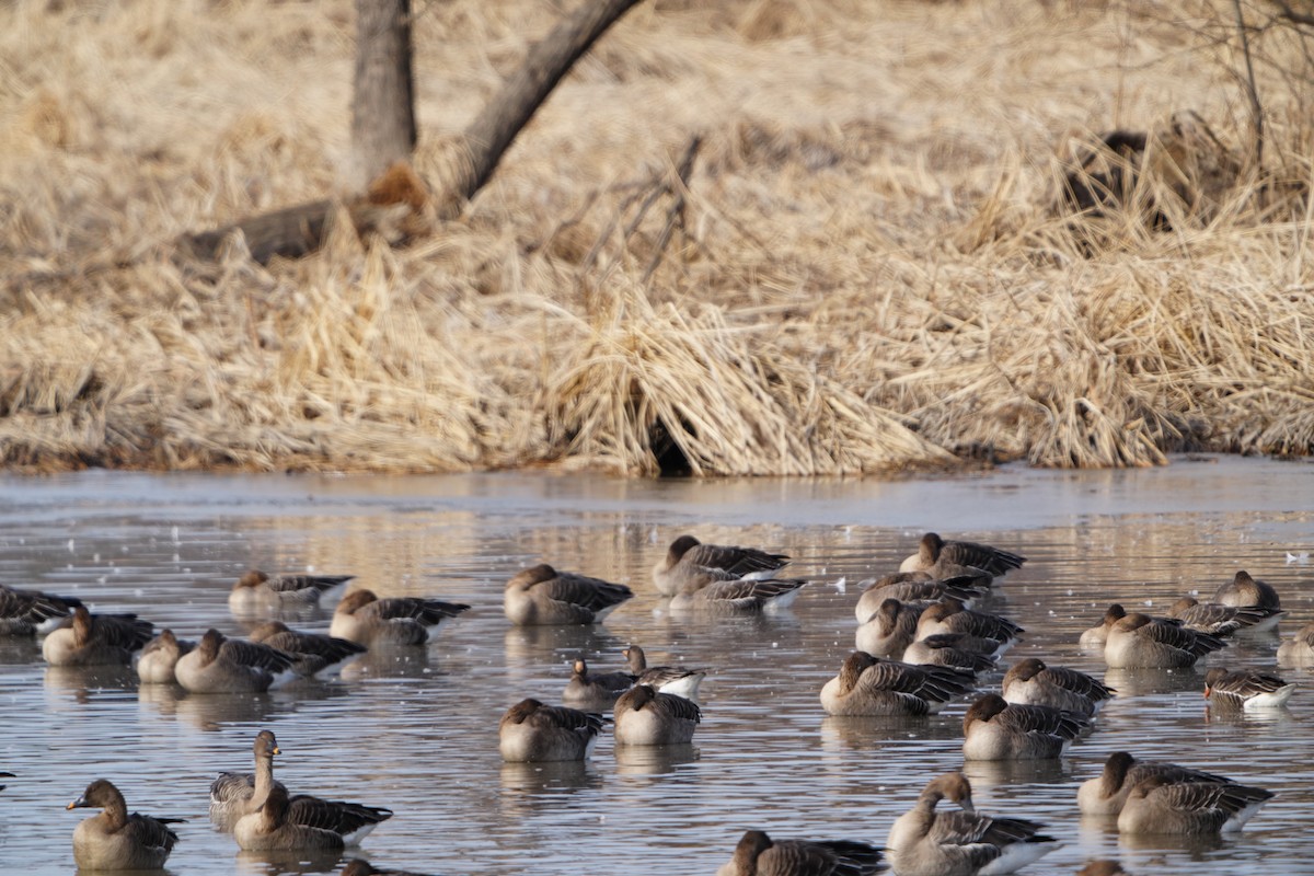 אווז קטן - ML647405926