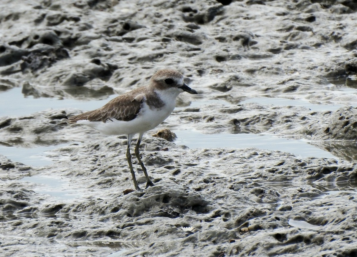 Tibet Cılıbıtı - ML647405932