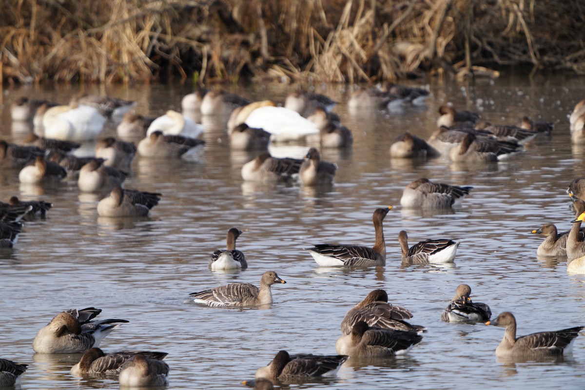 labuť zpěvná - ML647405935