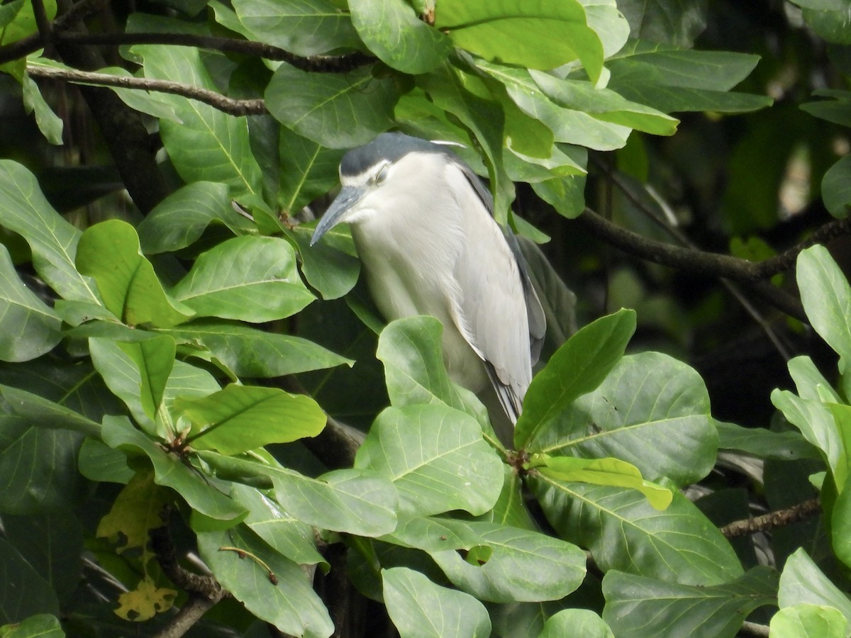 Black-crowned Night Heron - ML647405947