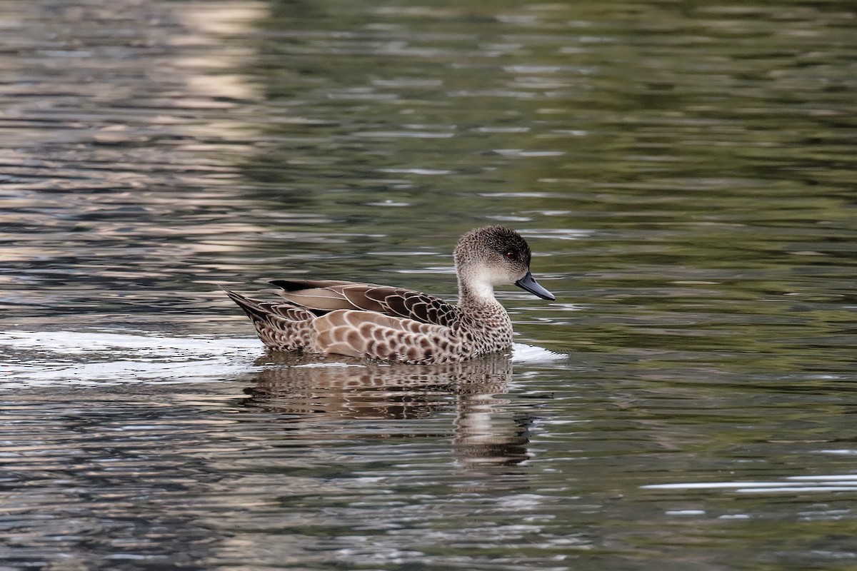 Gray Teal - ML647405962