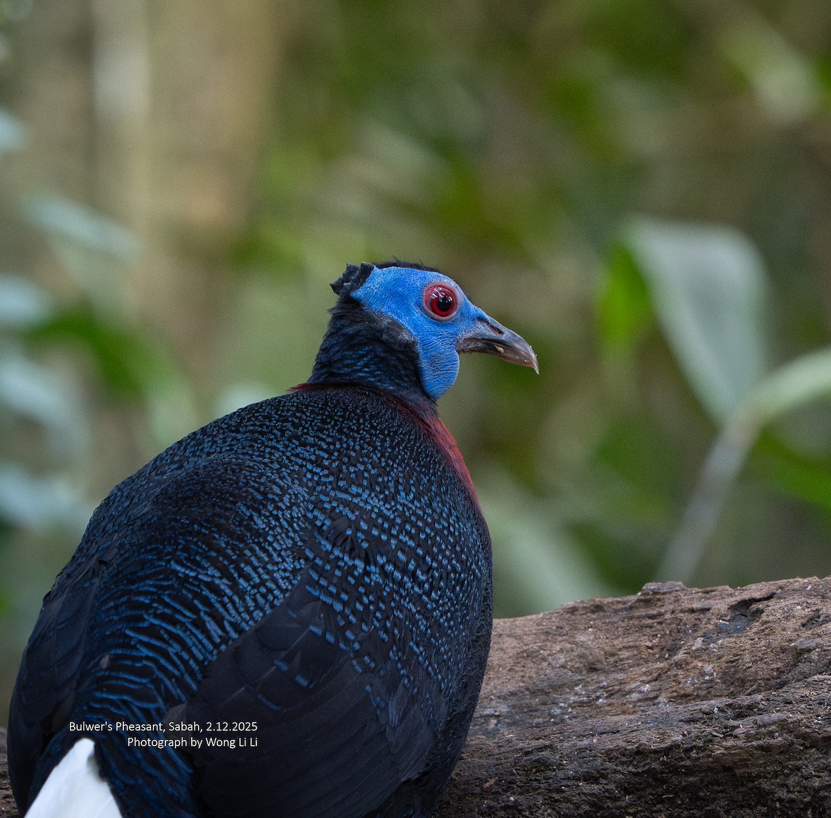 Faisan de Bulwer - ML647405978