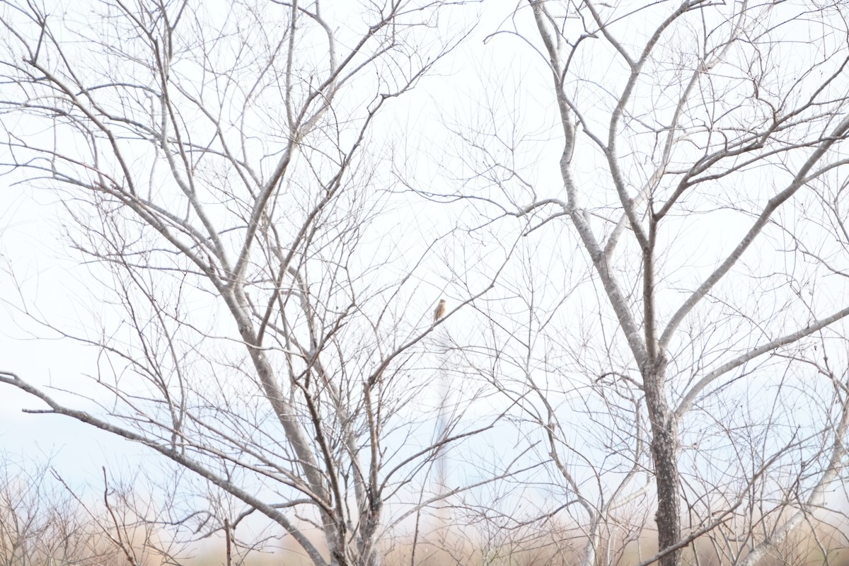 strnad rákosní - ML647406015