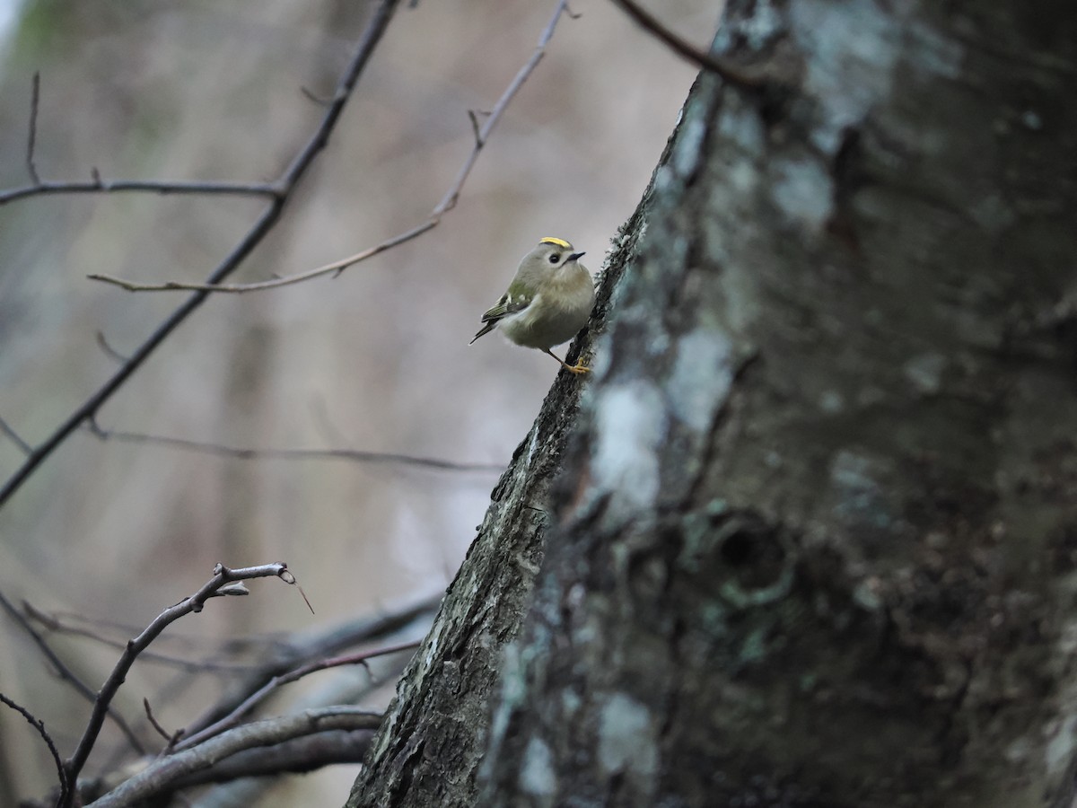 Goldcrest - ML647406017