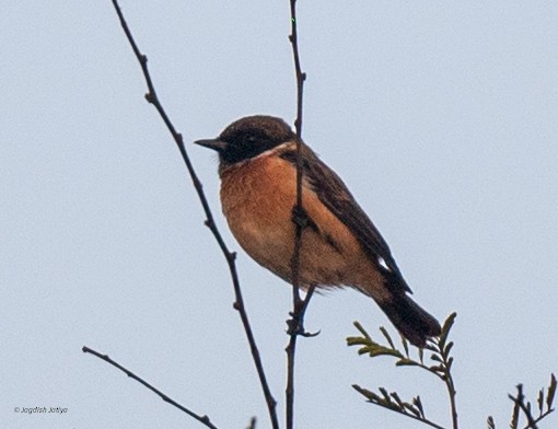 bramborníček sibiřský - ML647406019