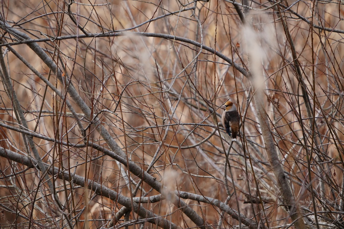 dlask tlustozobý - ML647406024