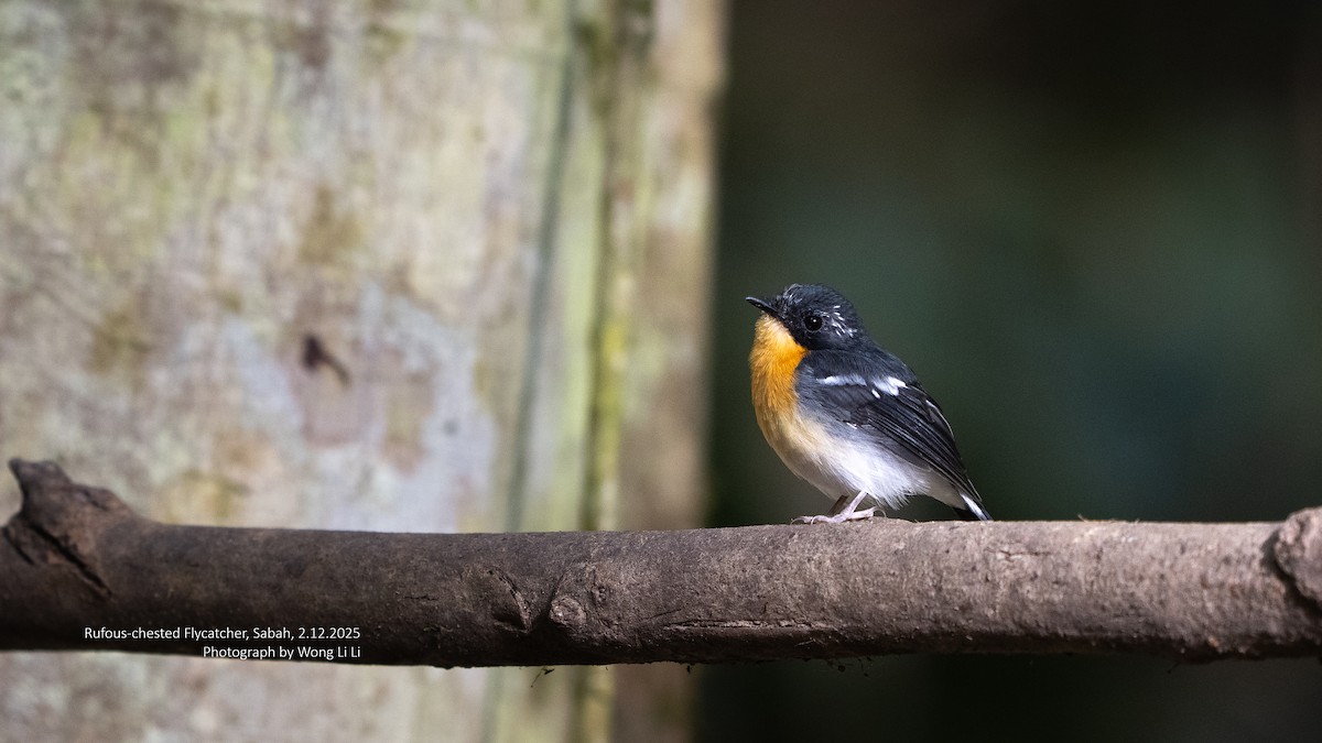 Papamoscas Pechirrufo - ML647406026