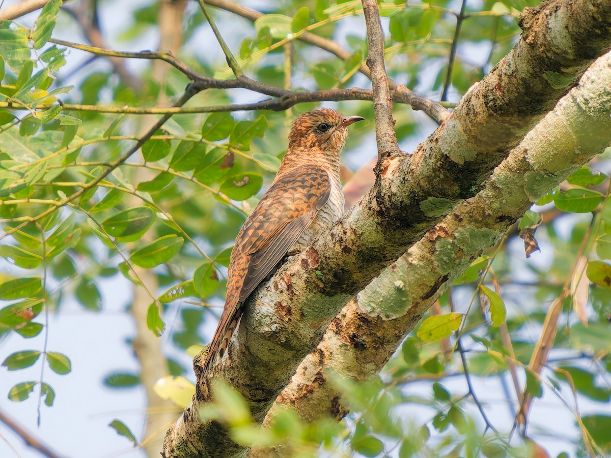Plaintive Cuckoo - ML647406028