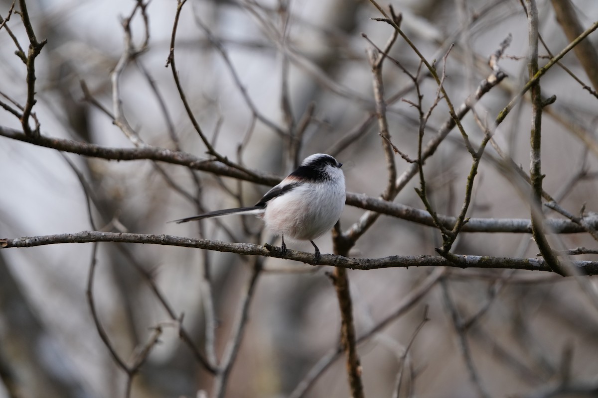 mlynařík dlouhoocasý - ML647406029