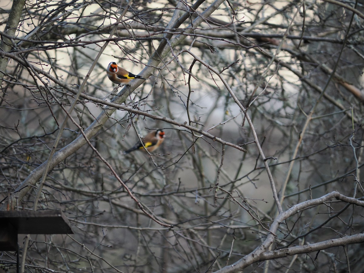 European Goldfinch - ML647406036