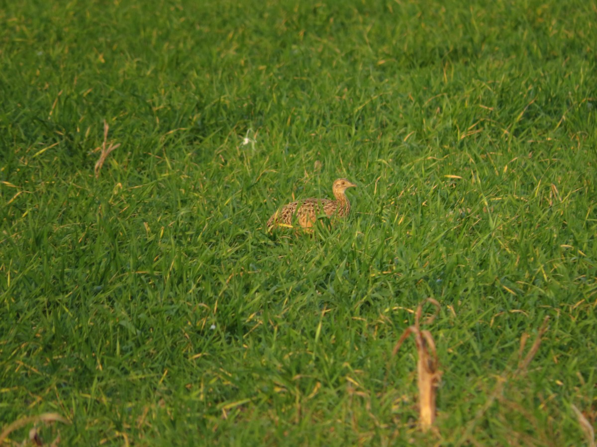 Spotted Nothura - ML647406037