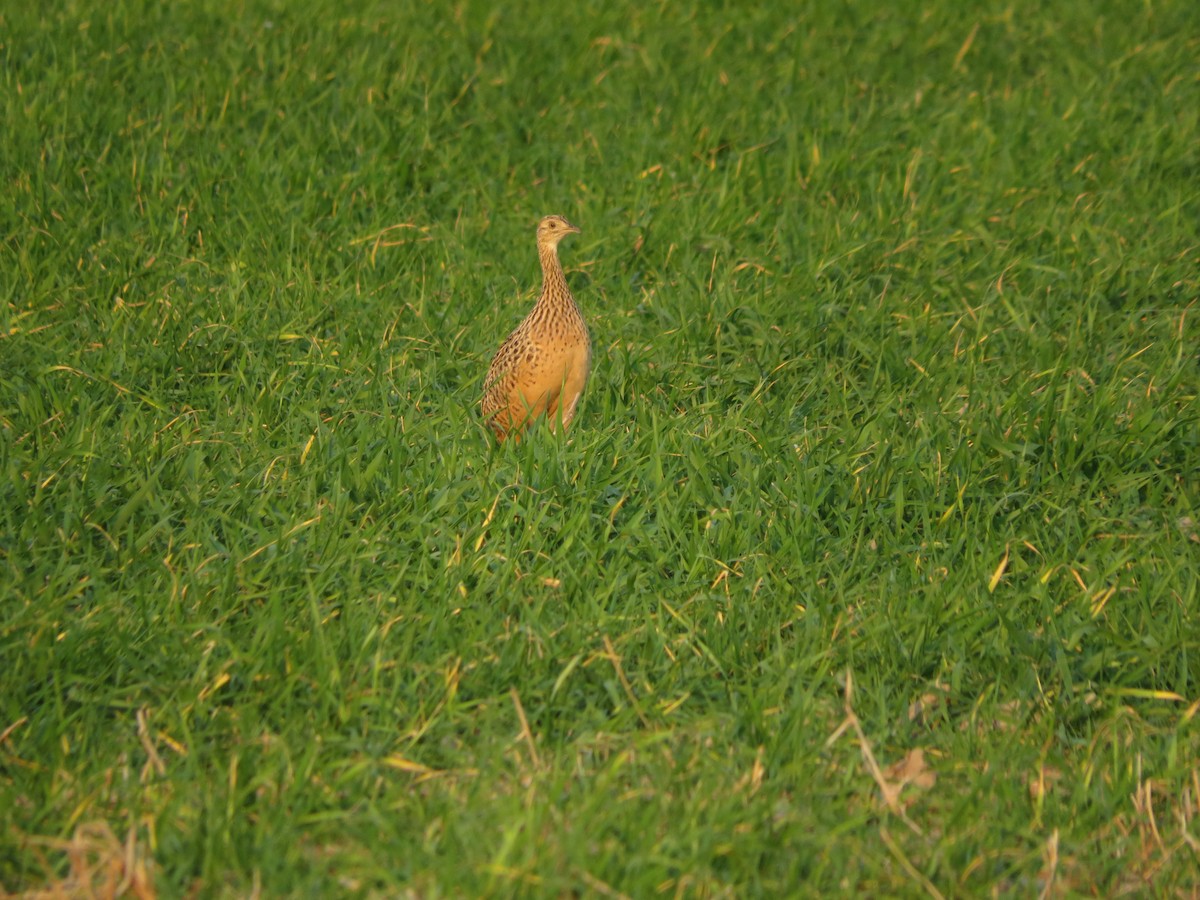 Spotted Nothura - ML647406038