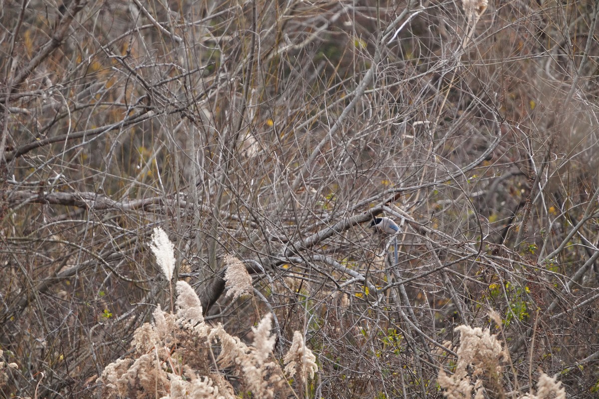 straka modrá (ssp. japonica) - ML647406039