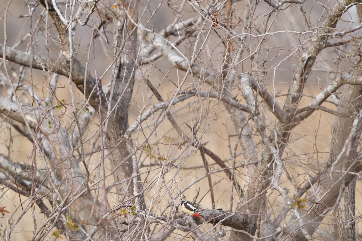 strakapoud velký (ssp. japonicus) - ML647406045