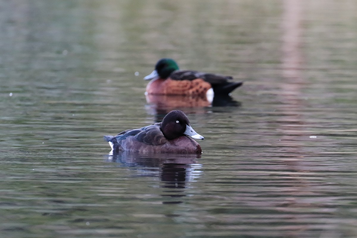 Hardhead - ML647406048