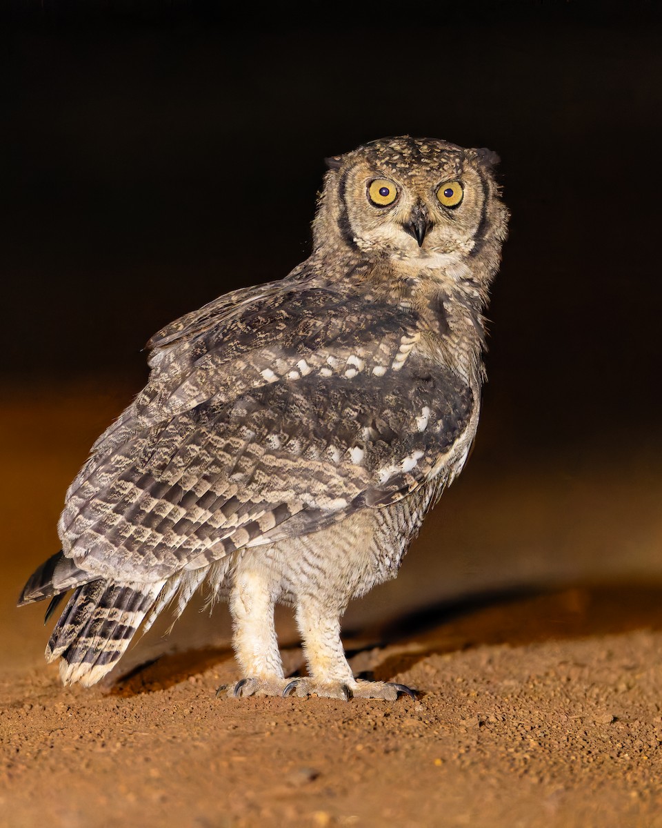 Spotted Eagle-Owl - ML647406056