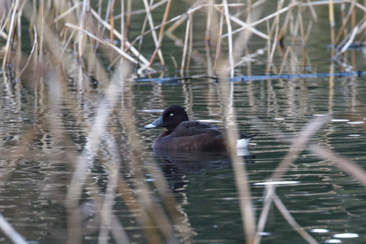 Hardhead - ML647406058