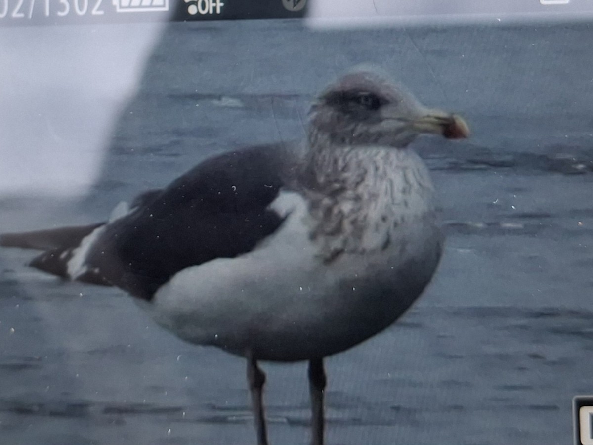 Kaio iluna - ML647406059