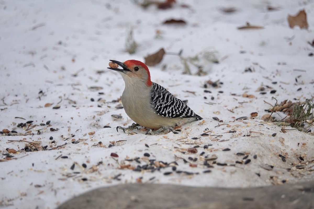Red-bellied Woodpecker - ML647406060