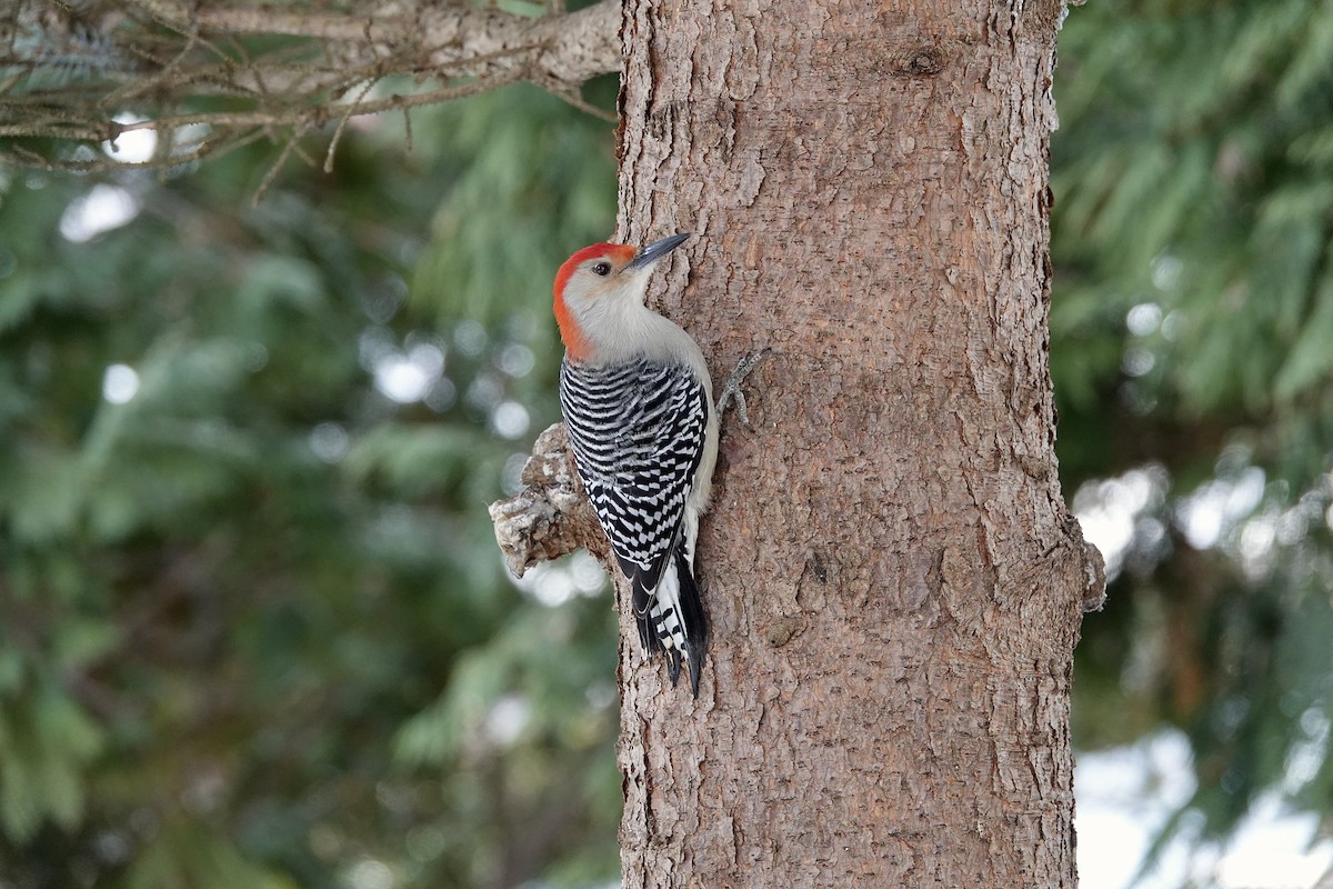 Red-bellied Woodpecker - ML647406061