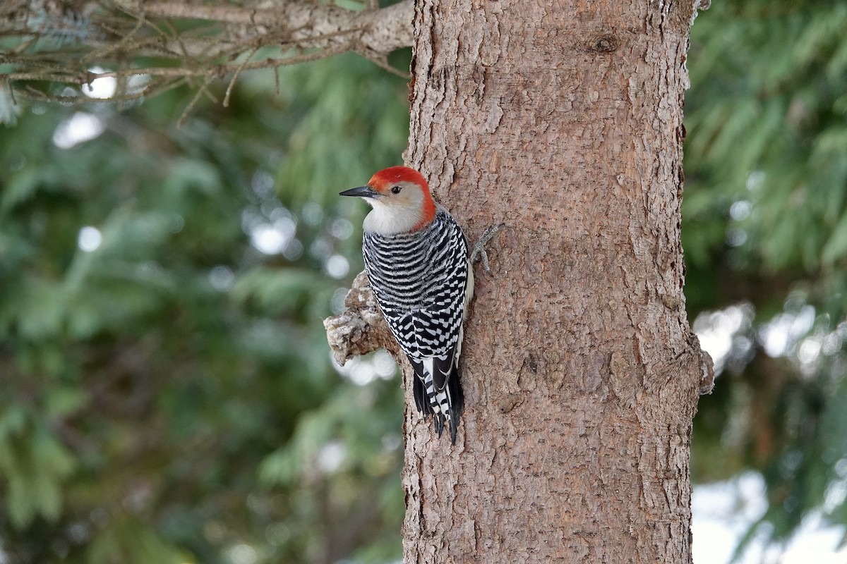 Red-bellied Woodpecker - ML647406062