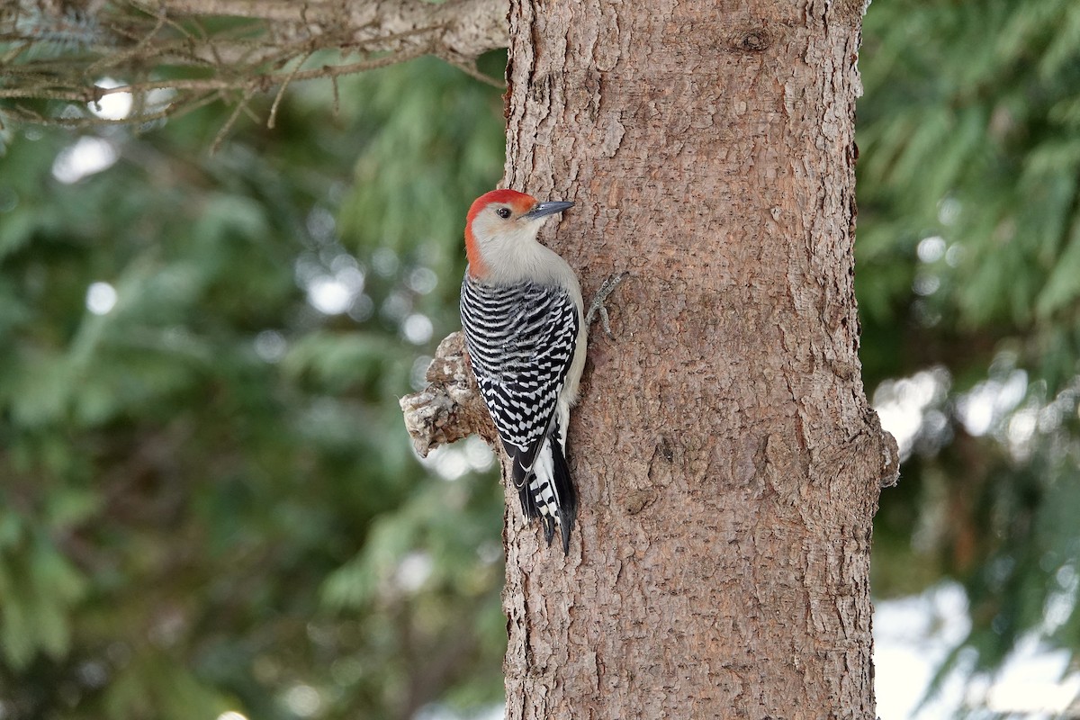 Red-bellied Woodpecker - ML647406063