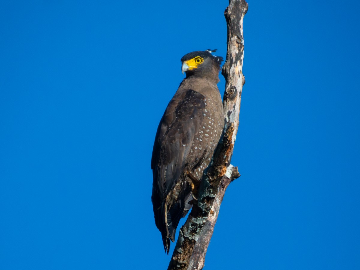 Culebrera Chiíla (grupo cheela) - ML647406065