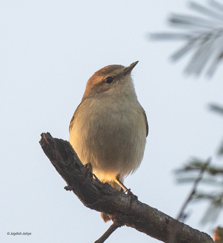 Hume's Warbler - ML647406066