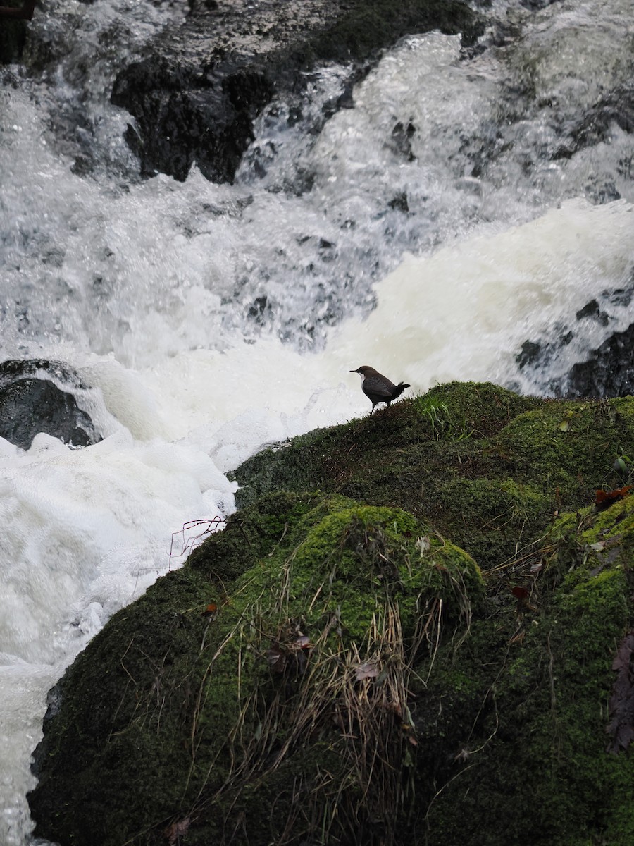 White-throated Dipper - ML647406073
