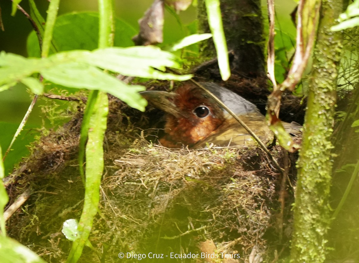 kjempemaurpitta - ML647406078