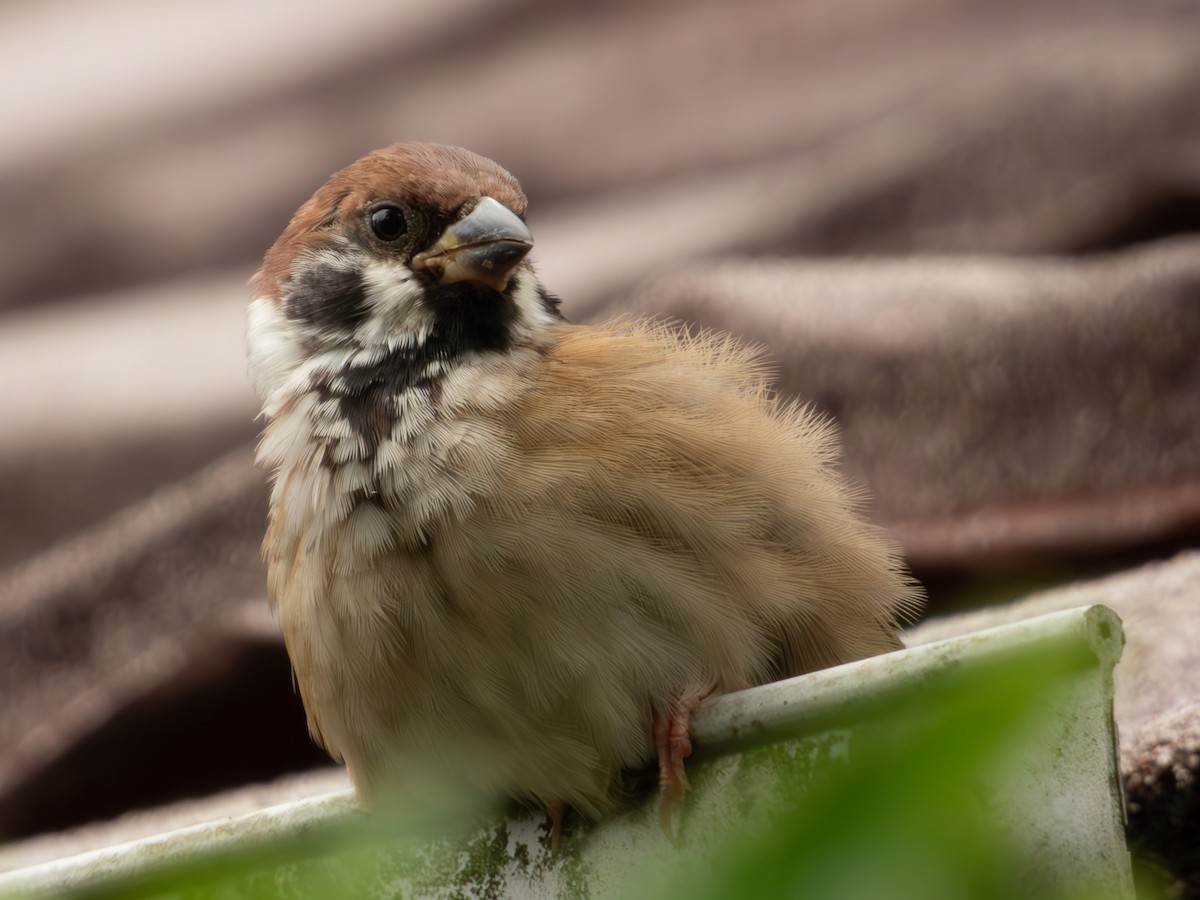 Gorrión Molinero - ML647406085