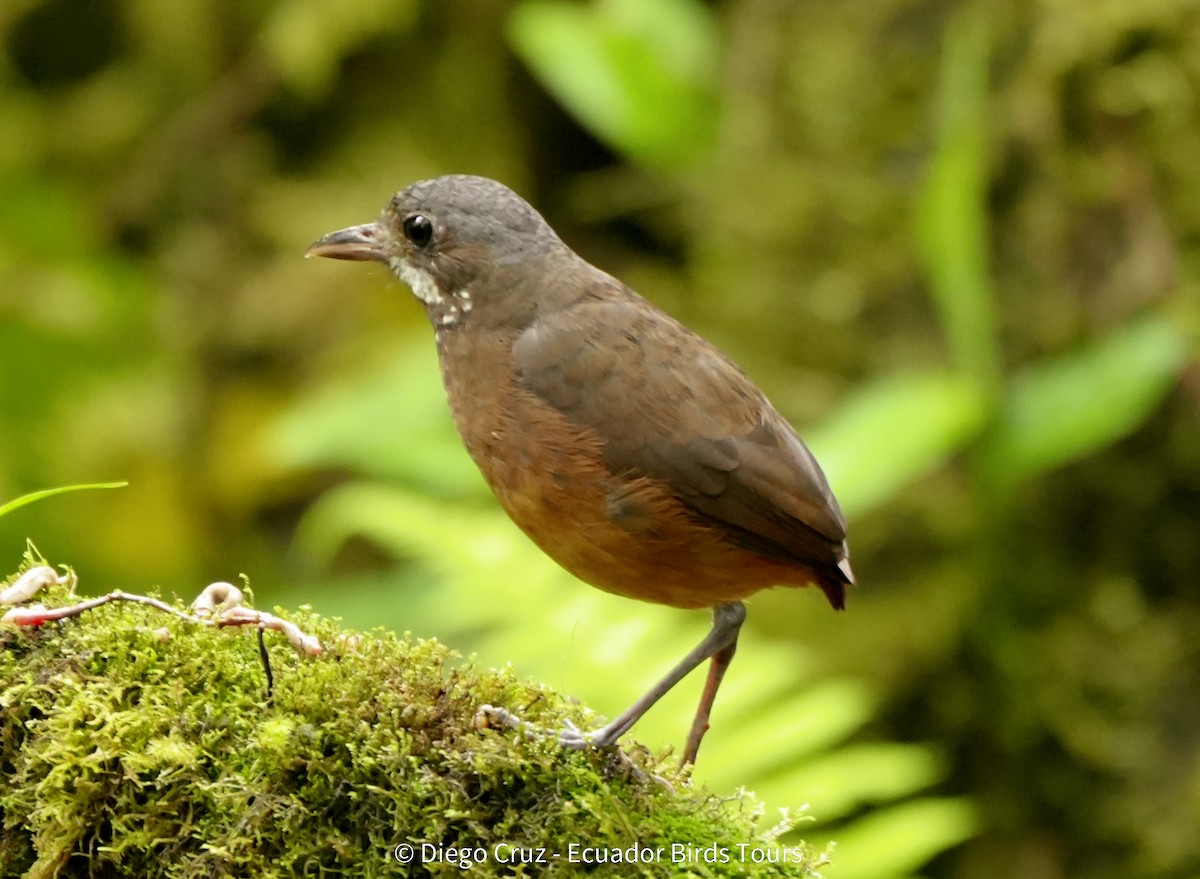 Moustached Antpitta - ML647406087