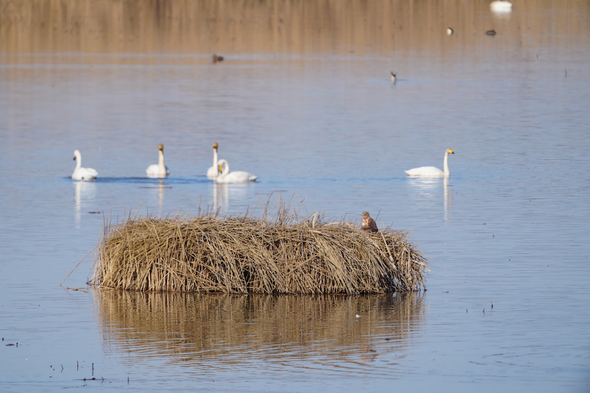 moták východní - ML647406089