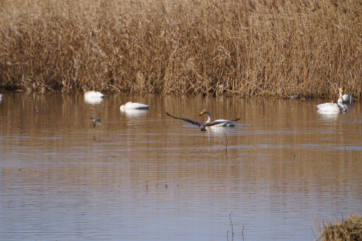 moták východní - ML647406090