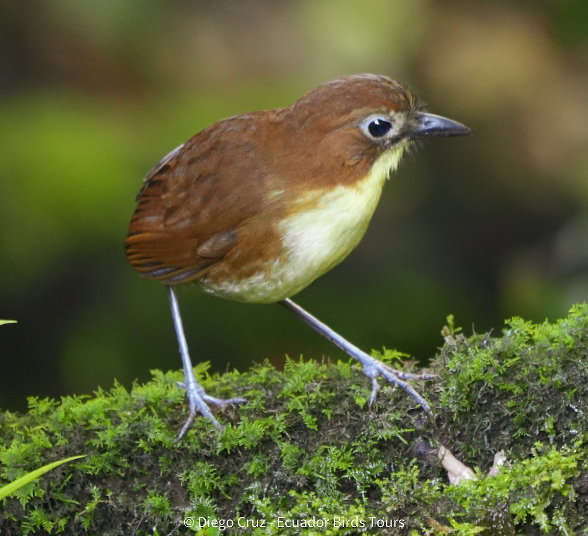 Yellow-breasted Antpitta - ML647406095